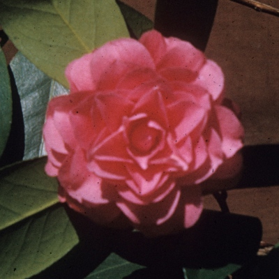 Jane Hood